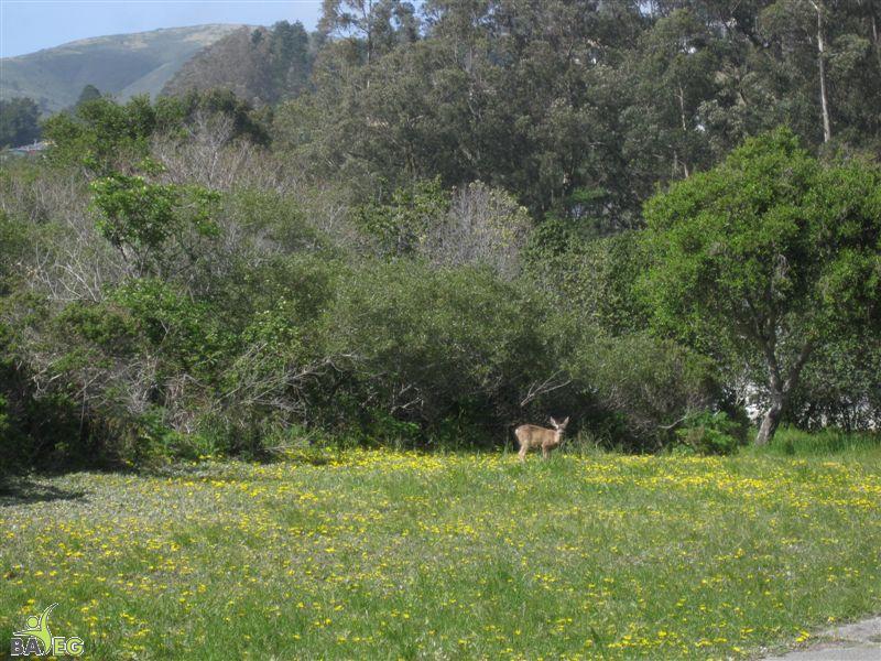 Deer enjoying sun and grass at San Pedro Valley Park, Pacifica