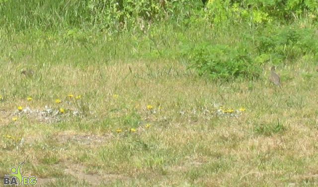 A closer view of the wild quail at San Pedro Valley Park, Pacifica