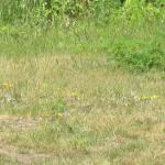 A closer view of the wild quail at San Pedro Valley Park, Pacifica