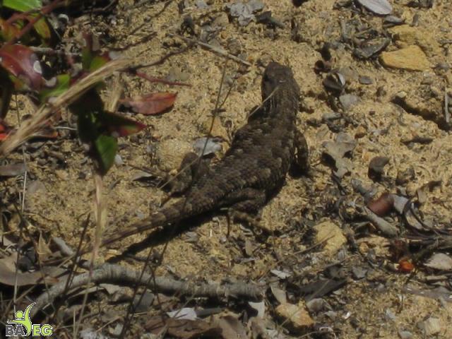 Saw four lizards!  They're hard to photograph.