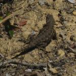 Saw four lizards!  They're hard to photograph.