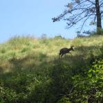 Deer